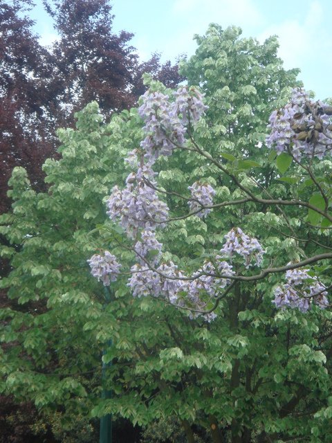 Paulownia tomentosa rameau fleuri